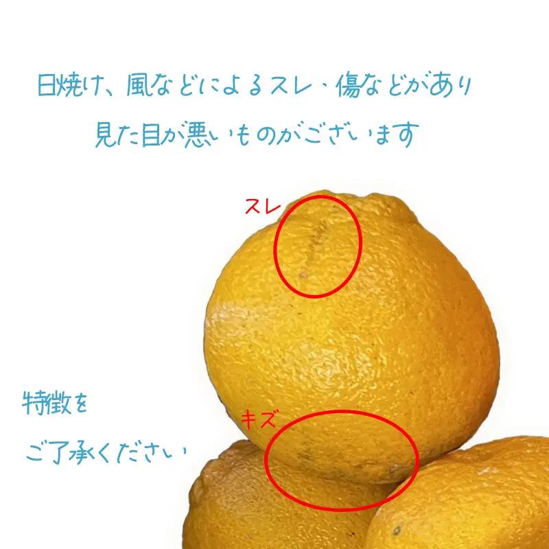 【2027年2月下旬頃から順次発送】みかん 不知火 しらぬい 約3kg 家庭用 愛媛県産 でこぽんと同品種 国産 愛媛みかん 【TNN013】