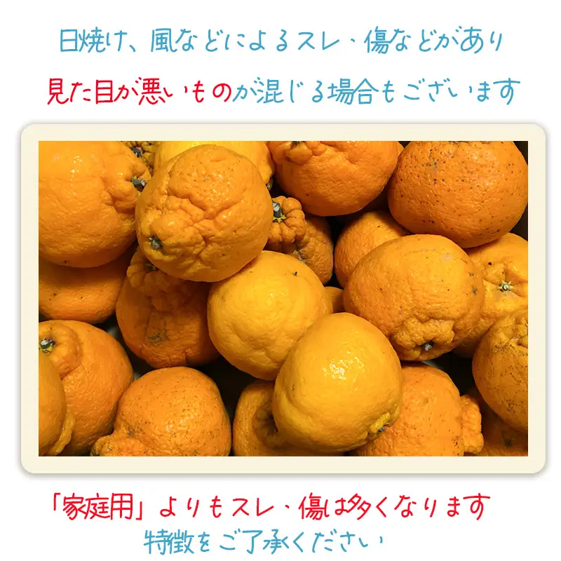 【2027年2月下旬頃から順次発送】みかん 訳あり 不知火 しらぬい 約3kg 愛媛県産【TNN014】