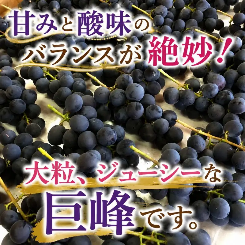 ぶどう 根本さんの種ありこだわり巨峰　約1kg | 完熟 葡萄 甘い 大粒 フルーツ 産地直送 栃木県 矢板市