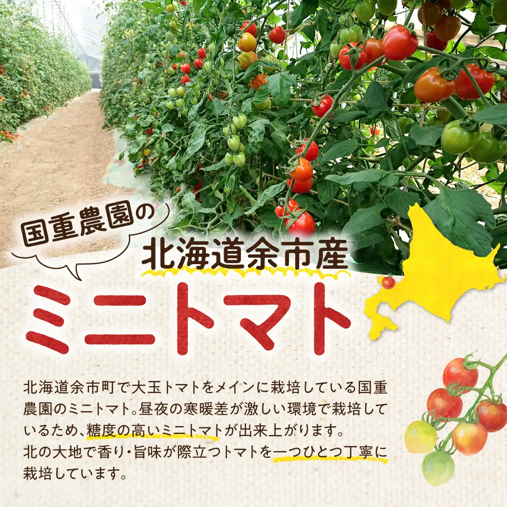 【先行予約：2026年9月上旬以降発送】余市町産丸型ミニトマト「キャロル10」 3Kg 高糖度 北海道余市町 自根栽培 濃厚_Y165-0002