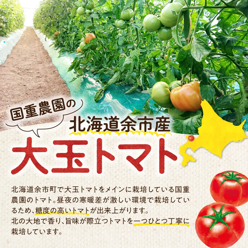 【先行予約：2026年9月上旬以降発送】トマト農家が本気で作る「秋トマト」4Kg 桃太郎はるか 北海道余市町 低段栽培 大玉トマト_Y165-0003