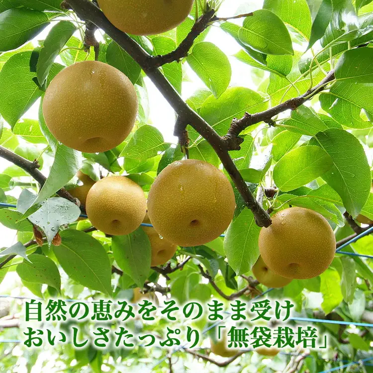 【射水のおいしい果実】【梨】直売所直送　野開梨園の“呉羽梨”　幸水5kg（14～16個／箱）※2026年8月～発送