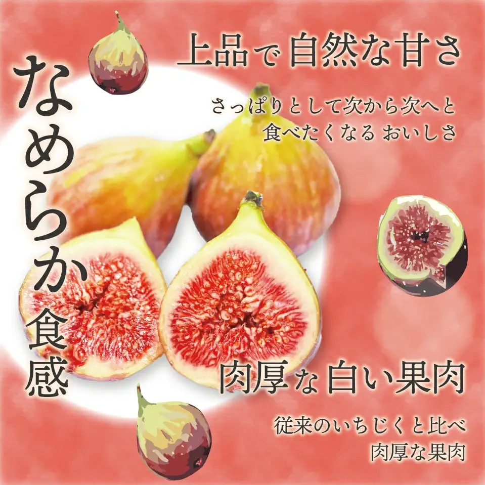 【令和8年度産】【先行予約】福岡県産 とよみつひめ 1.2kg(300g×4パック) [M1015] 福岡県ブランドいちじく福岡県限定 果肉 上品 甘い なめらか食感 糖度17度 フルーツ 果物