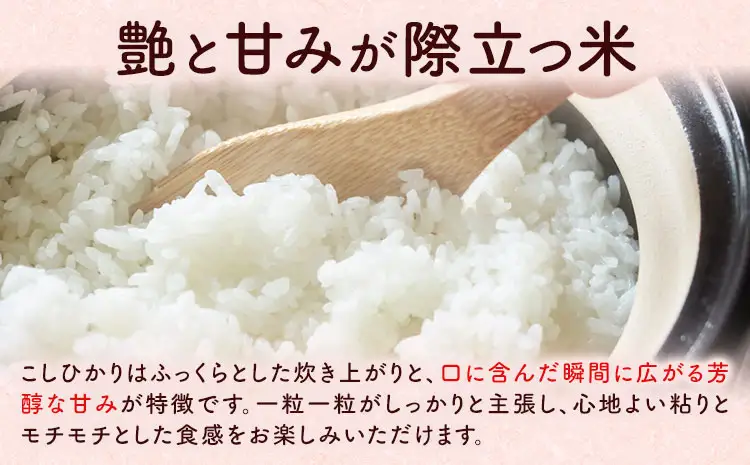 【先行予約】米 令和8年産 阿蘇こしひかり 10kg (5kg×2袋) ますだふぁーむ《9月末-10月末頃出荷》熊本県 南阿蘇村 米 お米 白米 精米 国産米 こしひかり コシヒカリ 産地直送
