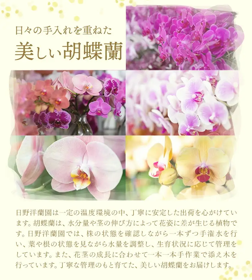 ミディ 胡蝶蘭切花 MIX 5本セット 株式会社日野洋蘭園《30日以内に出荷予定(土日祝除く)》