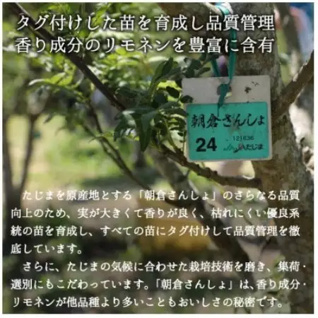 冷凍 朝倉さんしょ 200g 実山椒 軸取り あく抜き済み クール冷凍便 兵庫県産 直送【配送不可地域：離島】【1747294】