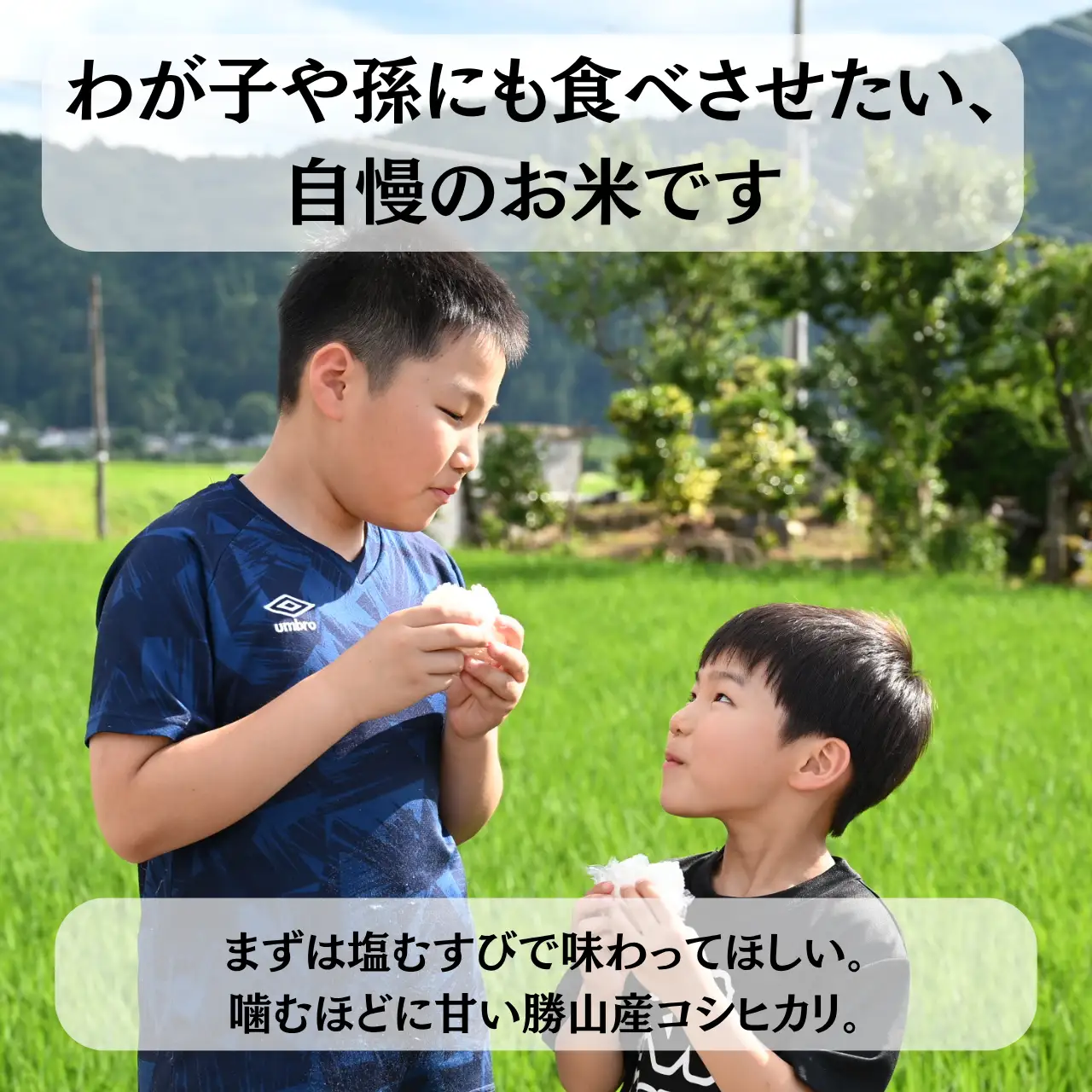 米 コシヒカリ 精米 10kg 令和8年産 先行予約 [B-103001]