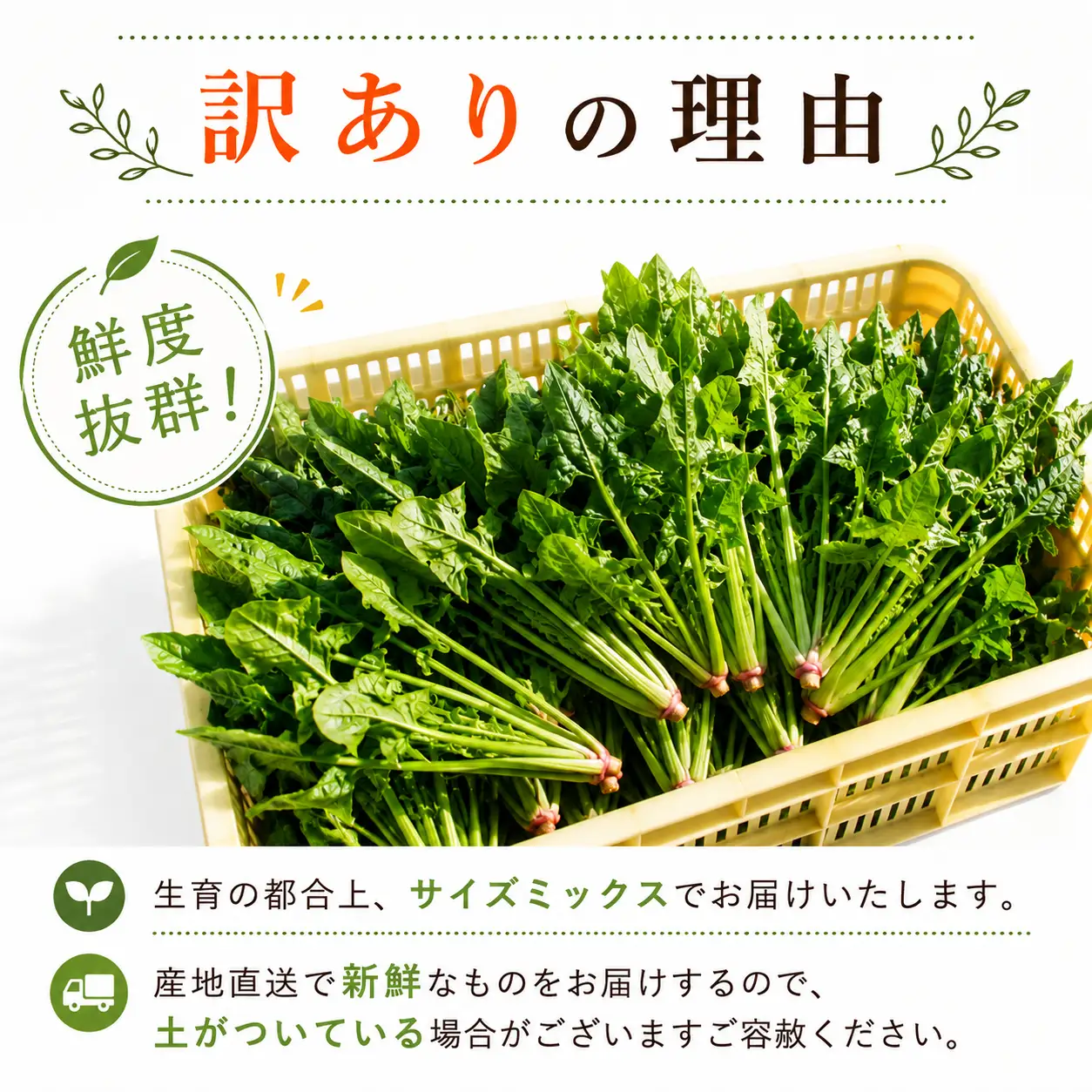 【先行予約】ほうれん草 200g×10袋 ほうれん草 ほうれんそう