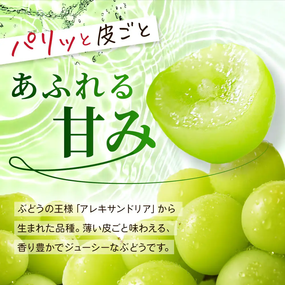 《先行予約 2026年8月下旬～9月発送》【勧修寺観光農園】不揃い訳あり 京都市産 シャインマスカット 2kg｜シャインマスカット 人気