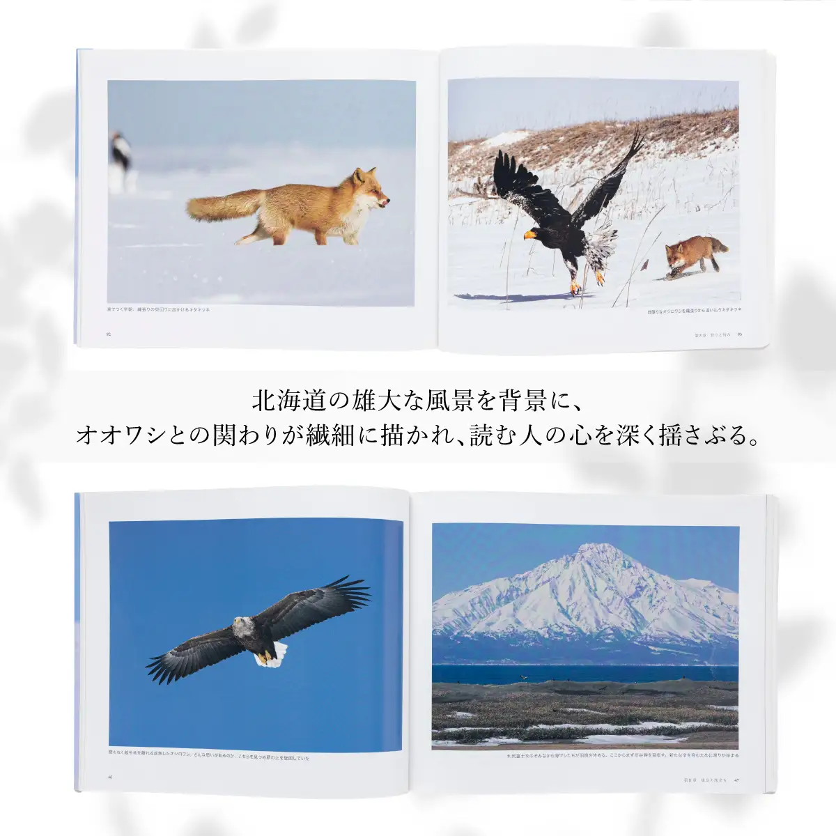 【写真集】海ワシ物語【泊和幸　野生塾】