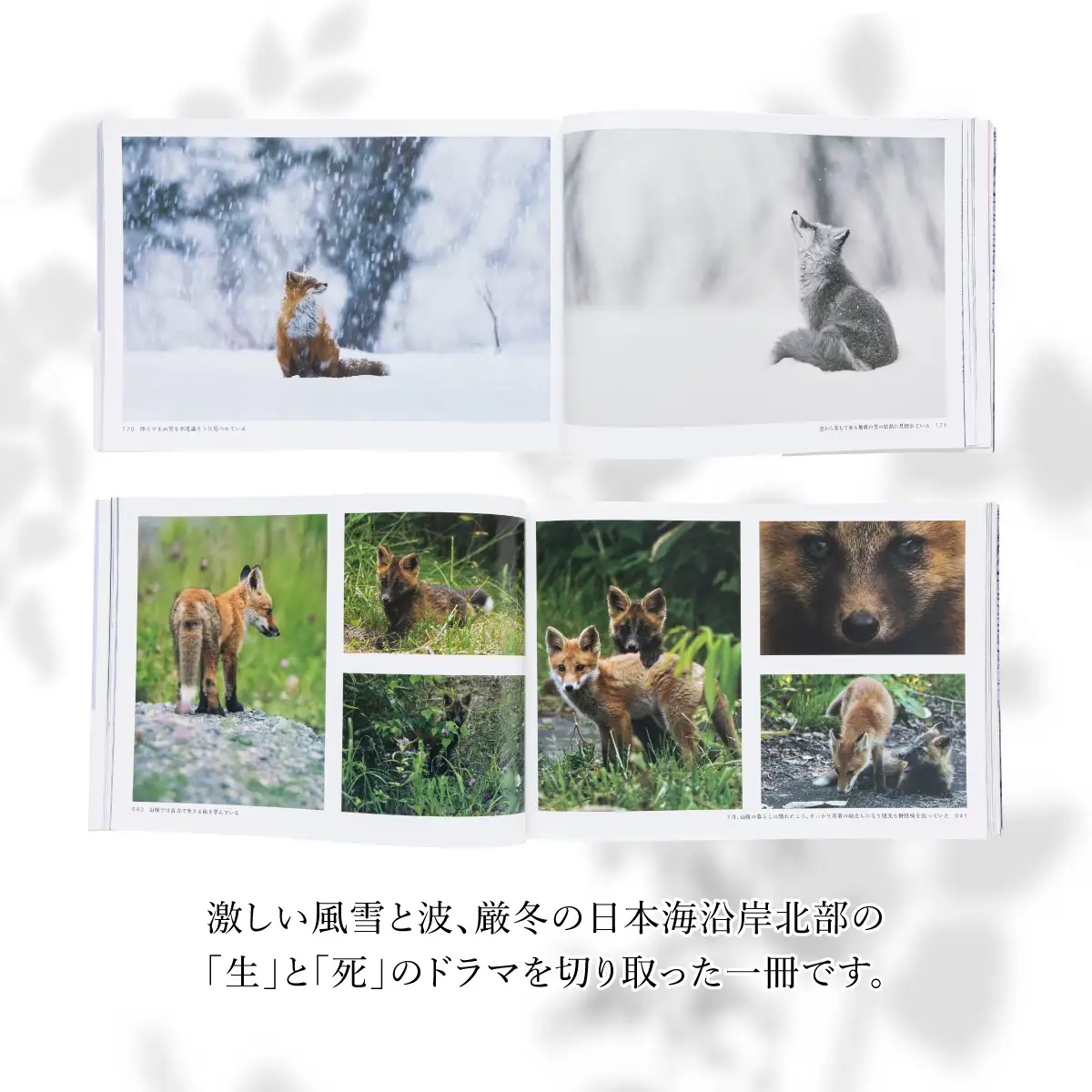 【野生塾】里山の宇宙（さとやまのくうかん）　キタキツネ【泊和幸　野生塾】