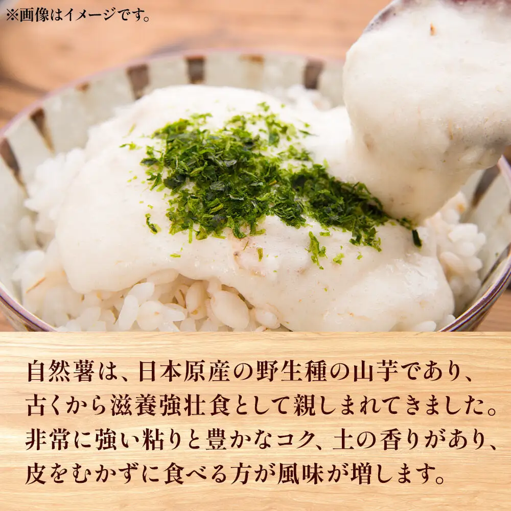 自然薯 1kg 秋田県山本郡三種町産 山芋