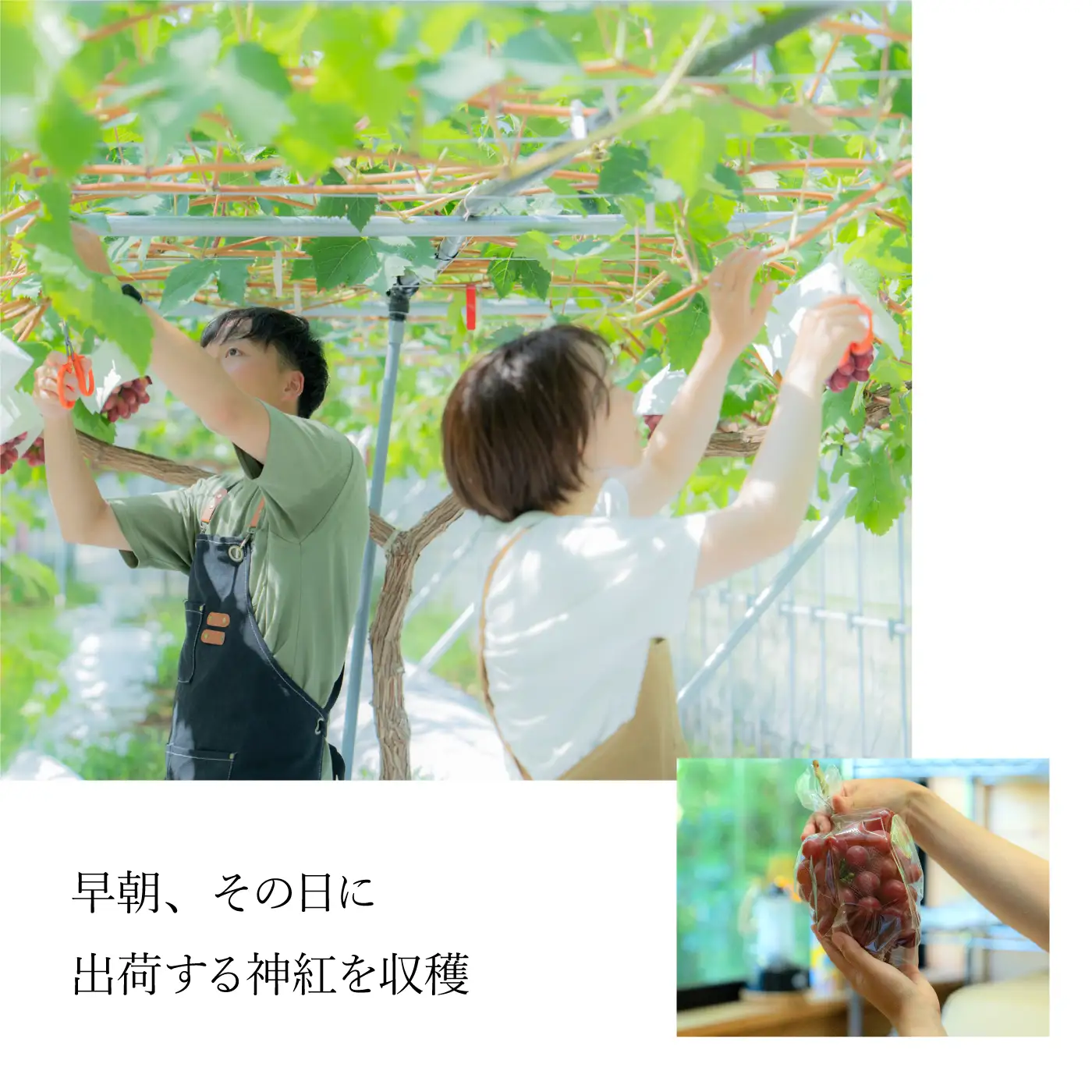 【朝採直送】島根県限定栽培“幻の赤ぶどう”神紅（しんく）” 園長厳選 糖度20度以上、1房 500g以上の大房