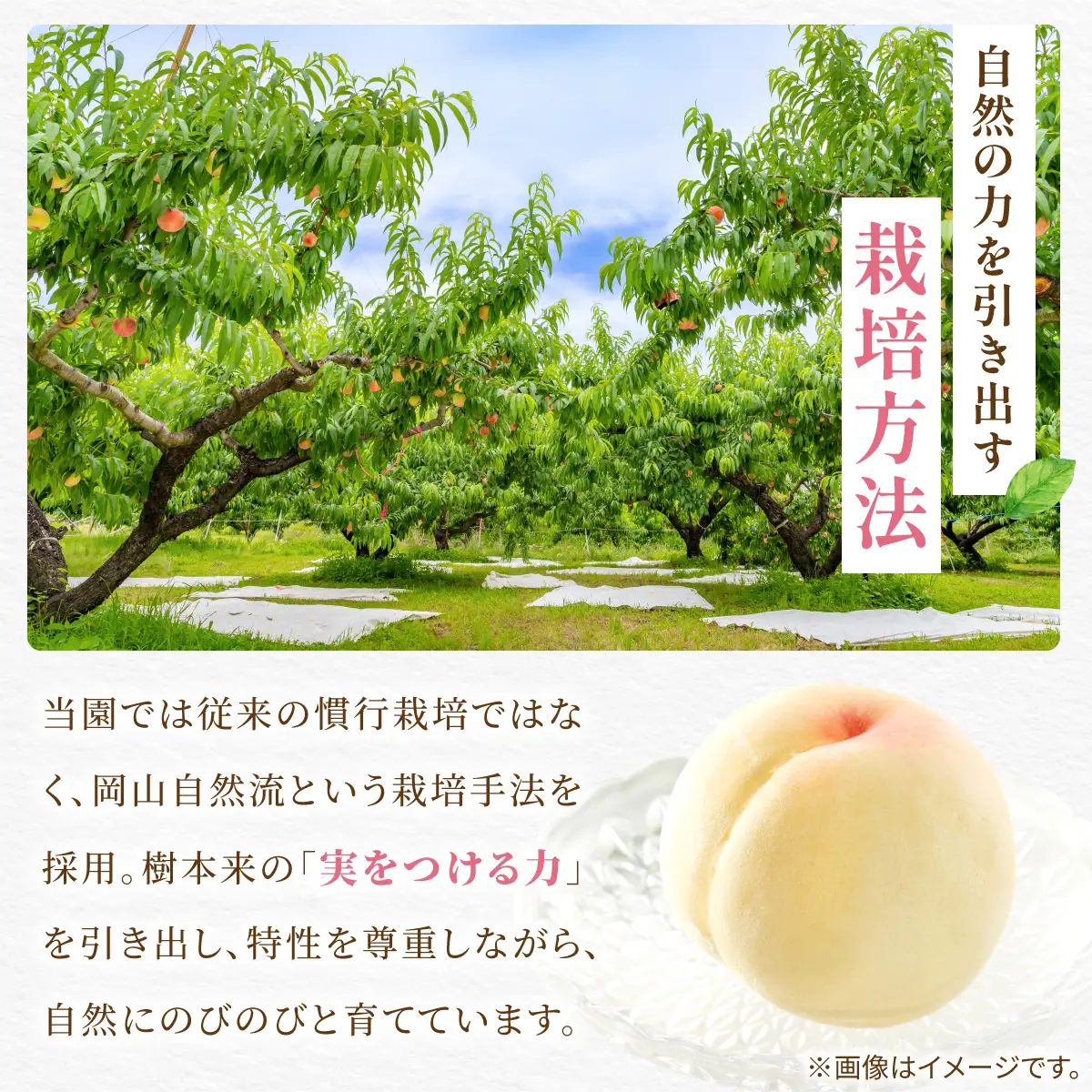 【先行予約】岡山の白桃・晩生　2kg箱　9月上旬から順次発送予定
