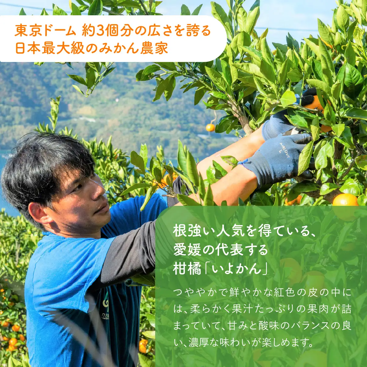 【先行予約】【訳あり】産地直送！愛媛県産いよかん 5kg（2027年1月中旬から発送予定） IKTF030