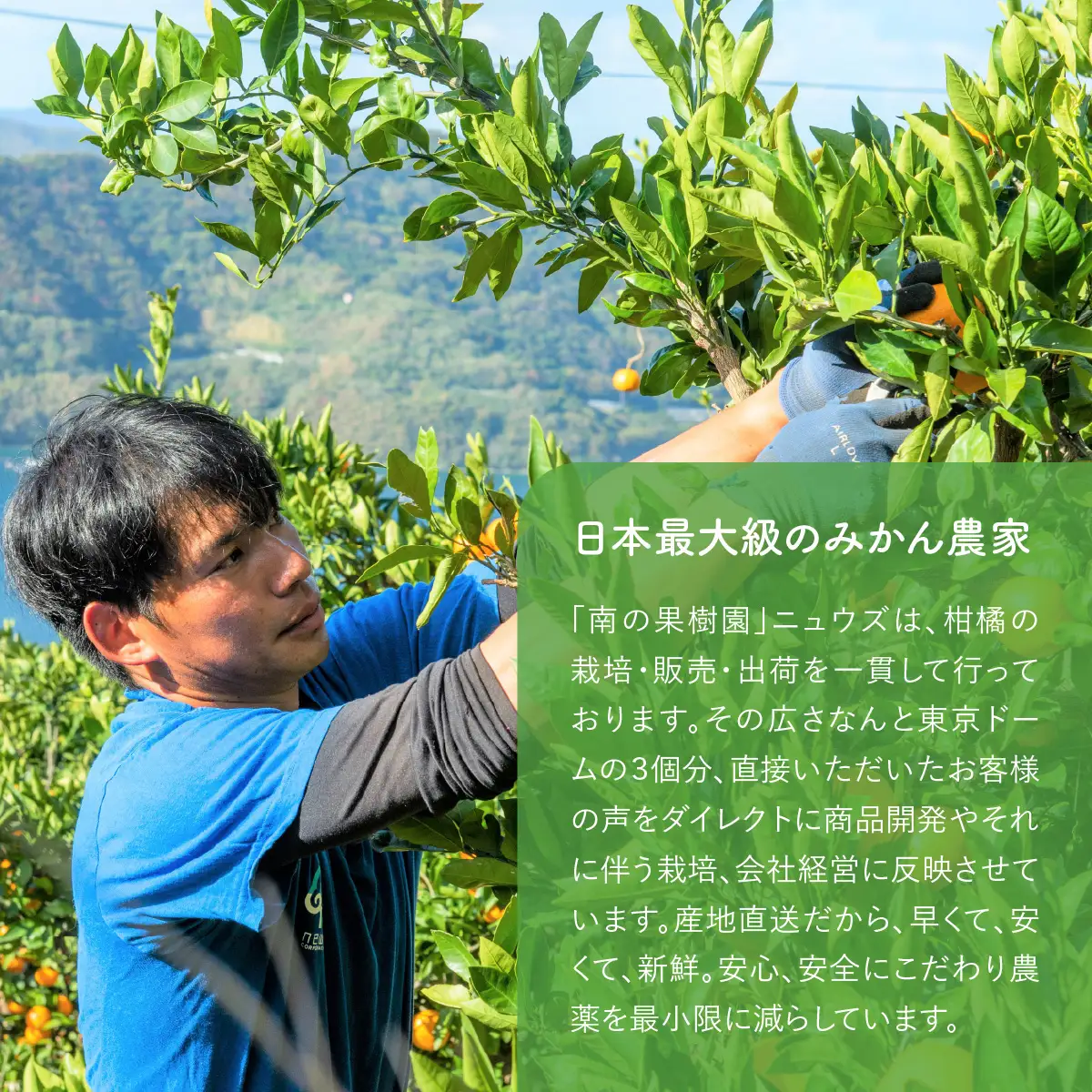 【先行予約】【訳あり】温州みかん 5kg（2026年11月上旬より順次発送）　IKTF031
