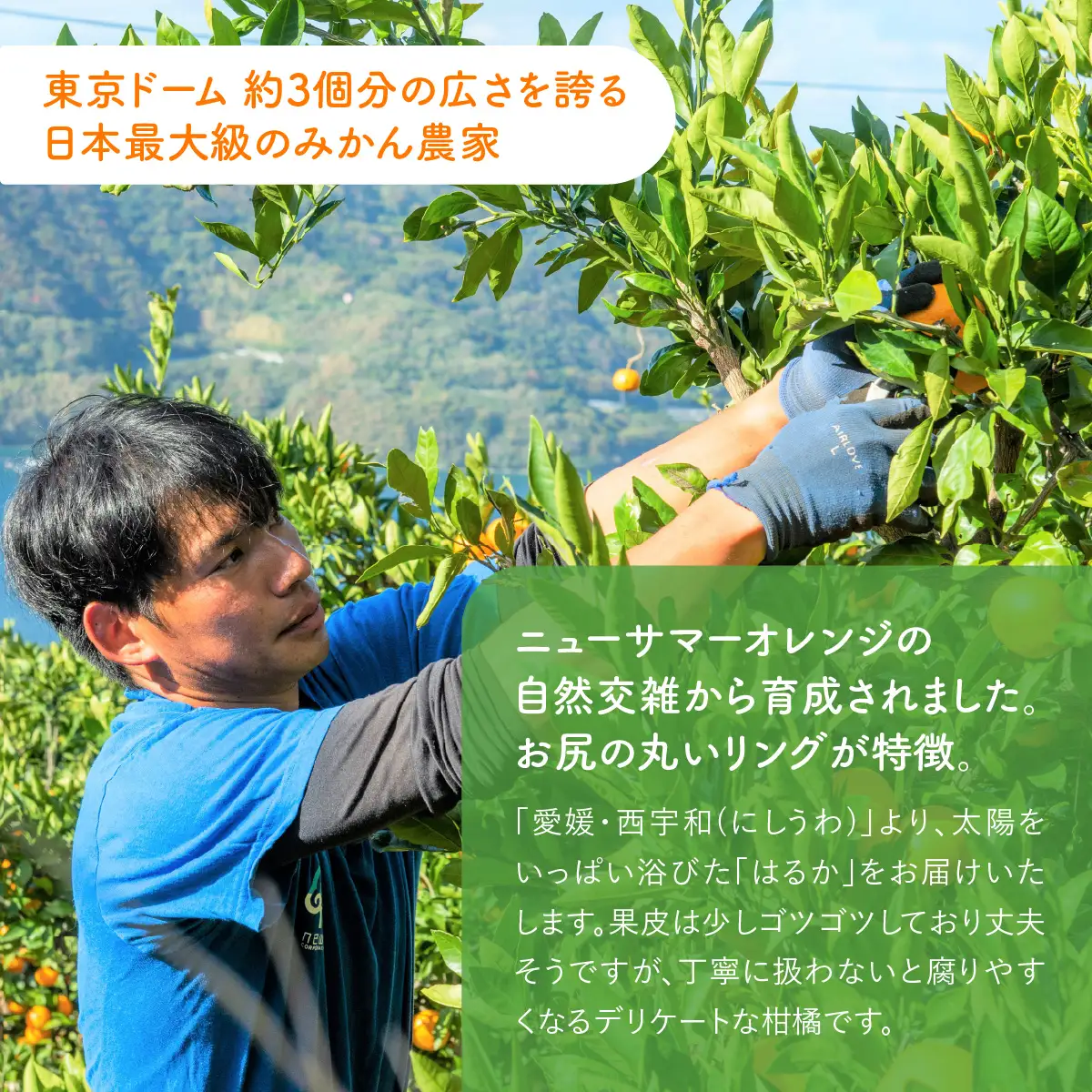 【先行予約】はるか5kg（2027年1月下旬より順次発送） IKTF036