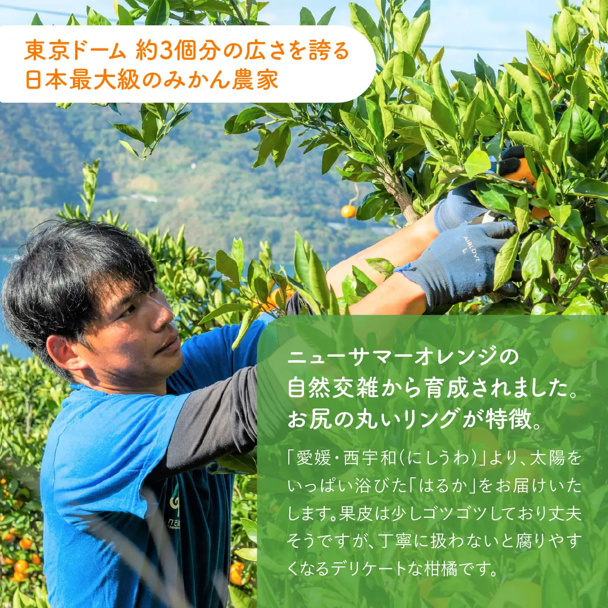 【先行予約】【訳あり】はるか5kg（2027年1月下旬より順次発送） IKTF037