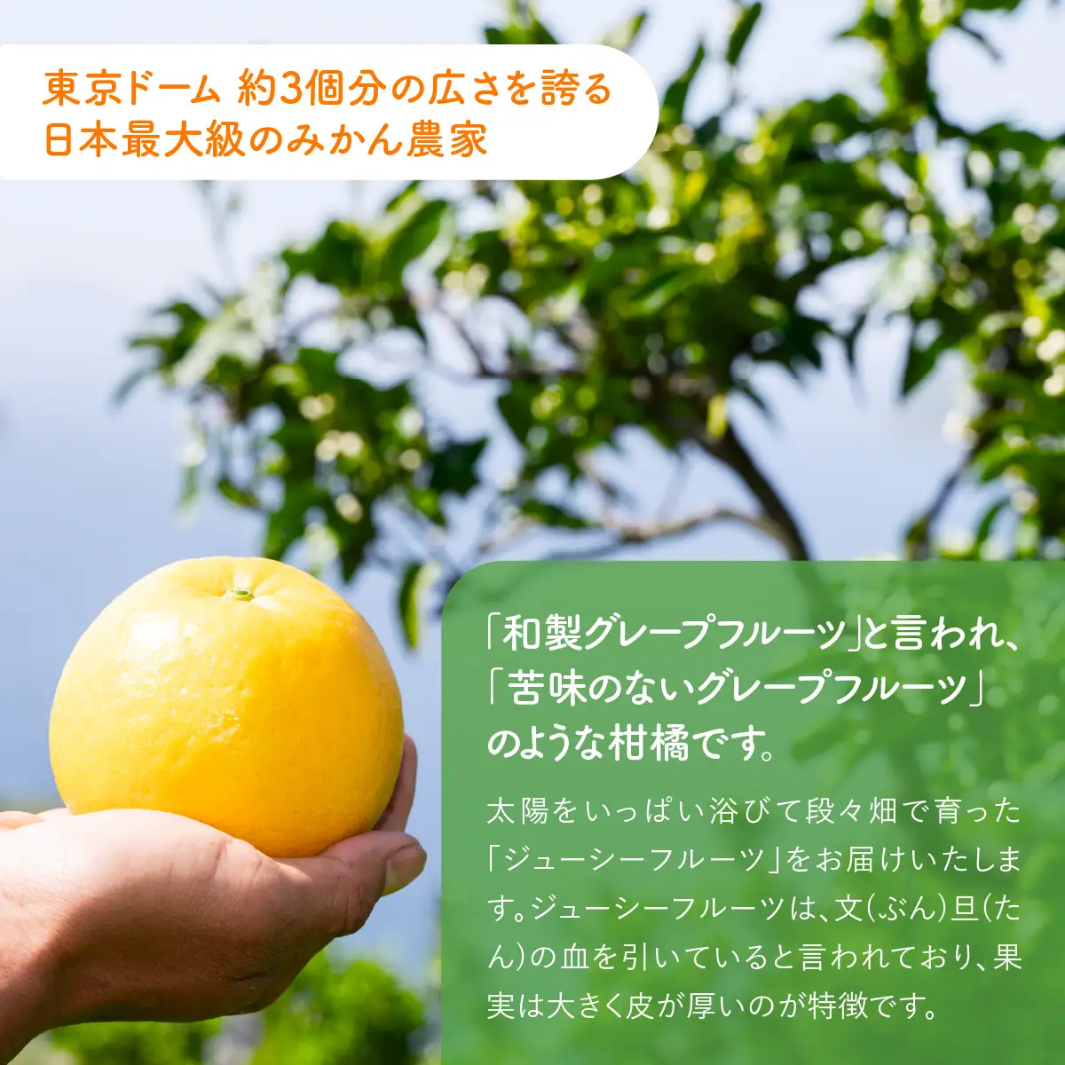 【先行予約】ジューシーフルーツ5kg（2027年5月中旬より順次発送） IKTF038