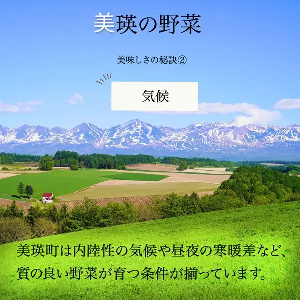 野菜セット 【令和9年産予約受付】 5回 定期便 美瑛の四季 鈴蘭（大） 野菜詰め合わせ