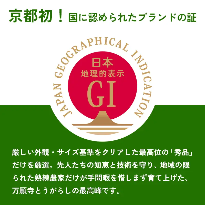 【定期便】 万願寺甘とう 秀品 600g×3回 