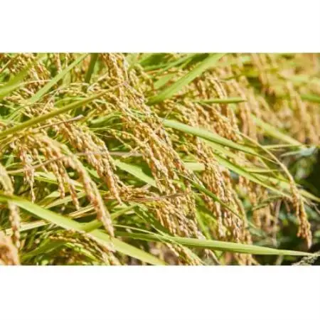先行予約 令和8年産　山形県産 つや姫　無洗米4kg(2kg×2袋)【1753673】