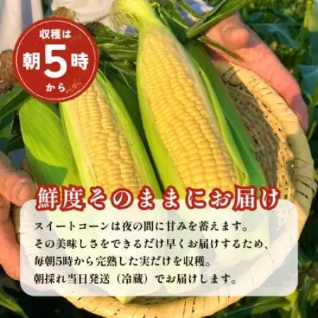 【朝採れ当日発送】大山スイートコーン10本|2L～3Lサイズ(約4kg)|ゴールドラッシュ【配送不可地域：離島・北海道・沖縄県・東北・信越、北陸】【1745547】