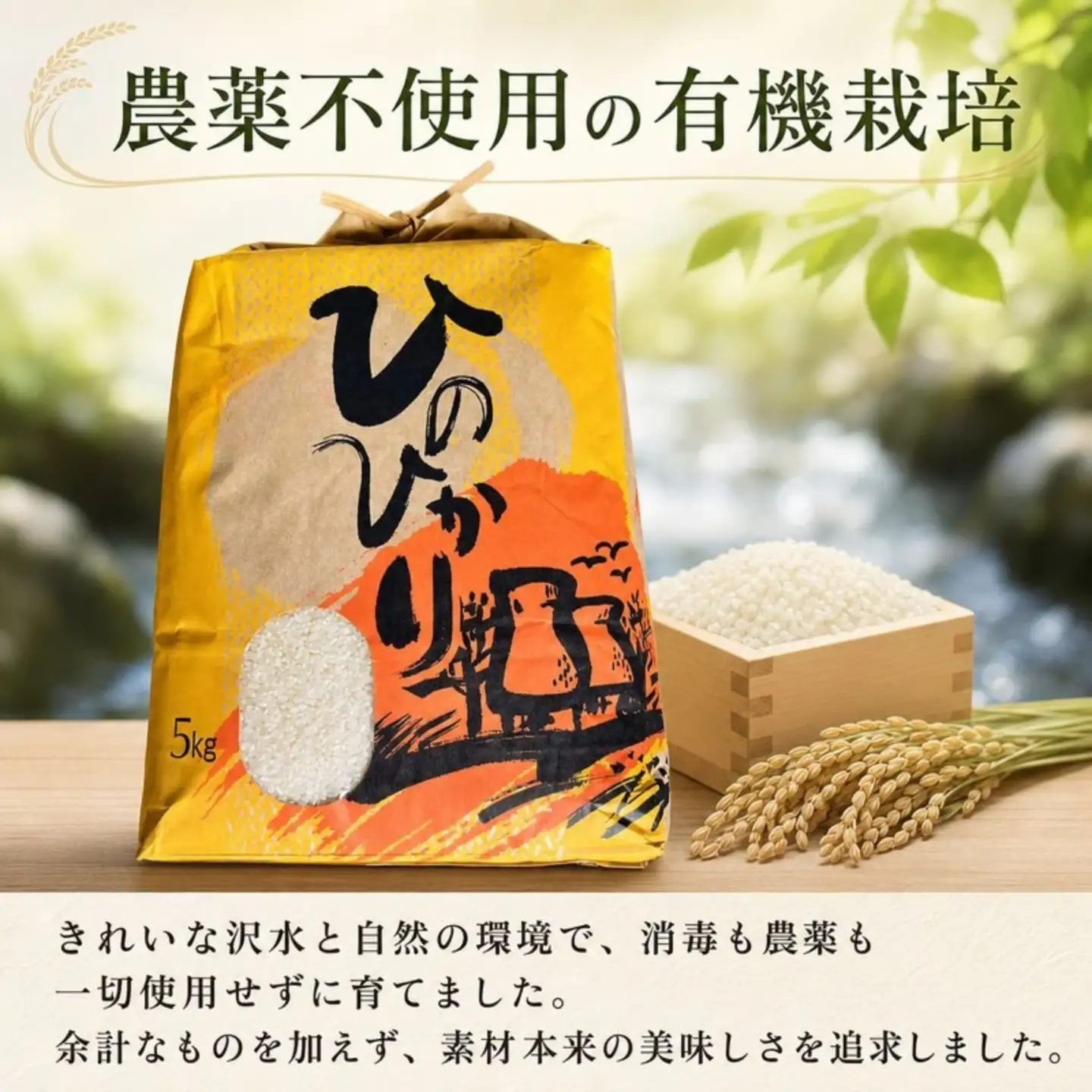 ひのひかり 白米 新米 5kg 2026年産［1121-2］