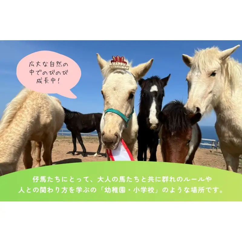 【返礼品なし】引退馬・仔馬の飼育支援 50,000円【カナディアンキャンプ乗馬クラブ】_HA2058 馬 仔馬 飼育支援 牧場 福岡県宗像市 宗像市 福岡 宗像