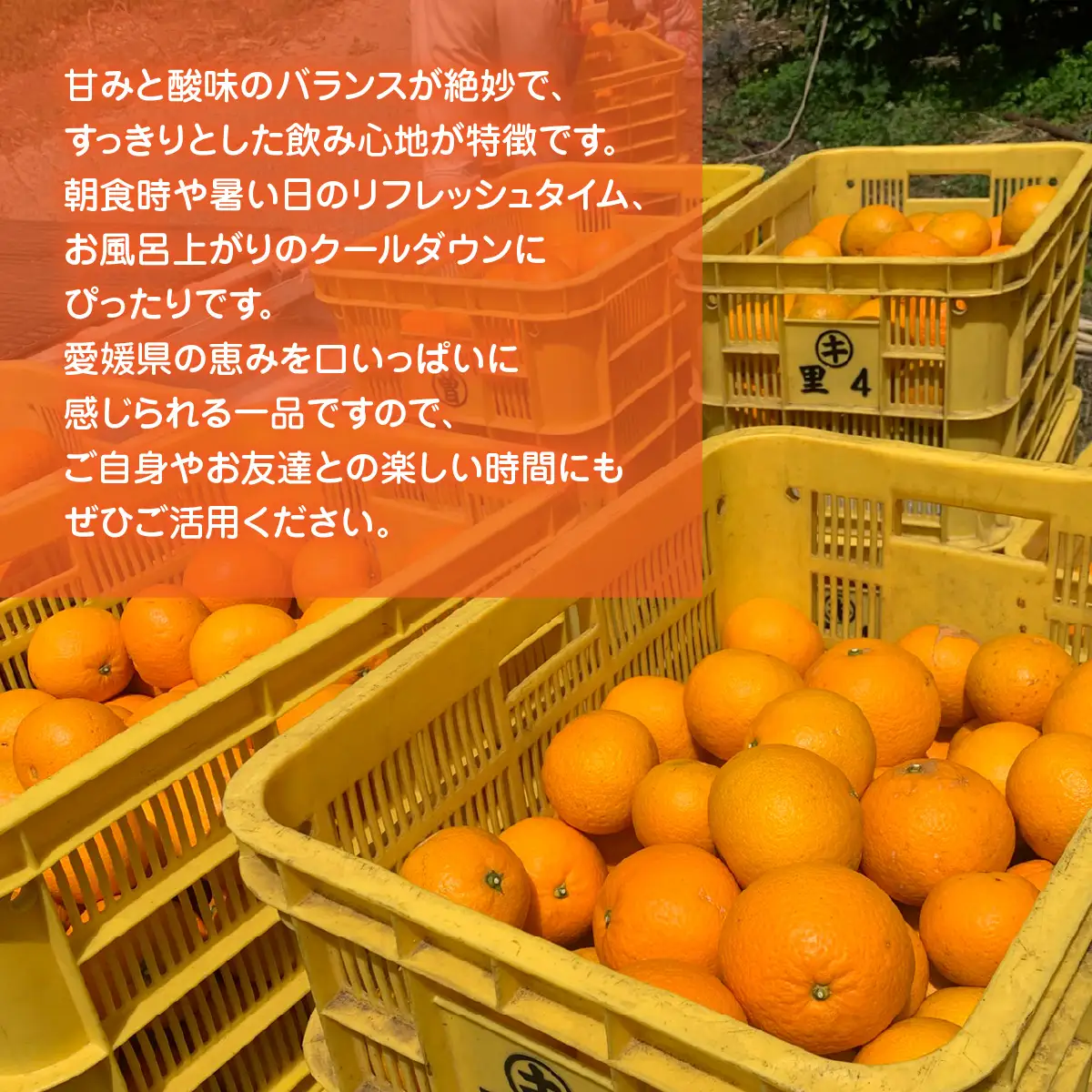 河内晩柑100%ジュース720ml×６【91-3】 YWTB004
