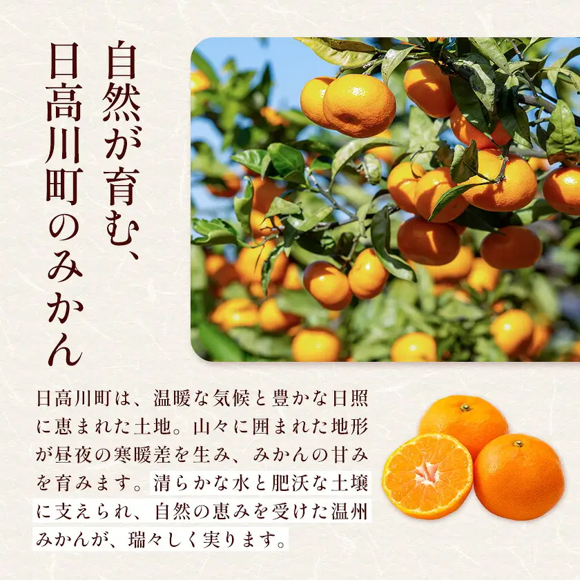 温州みかん 10kg 訳あり品 亀井農園 みかん