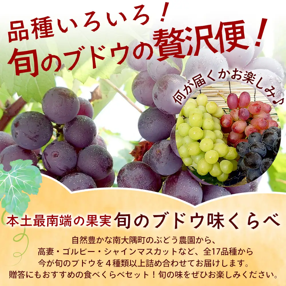 【期間限定!数量限定!】2026年7月下旬発送 旬のブドウ味くらべ約3kg (6～7房) TE710｜産地直送 旬 ブドウ 葡萄 ぶどう フルーツ 果物 くだもの 果実 食べ比べ 鹿児島県 南大隅町 有限会社ティエラ　
