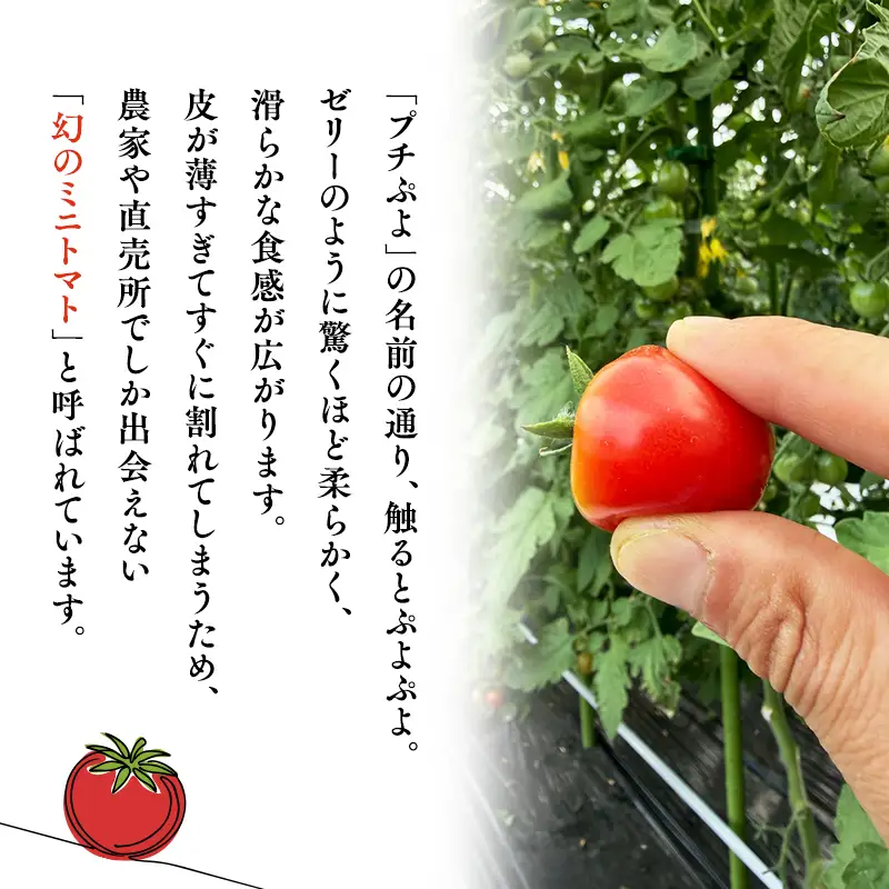  ミニトマト  冷凍プチぷよ 250ｇ×4袋【hi-0070-005】