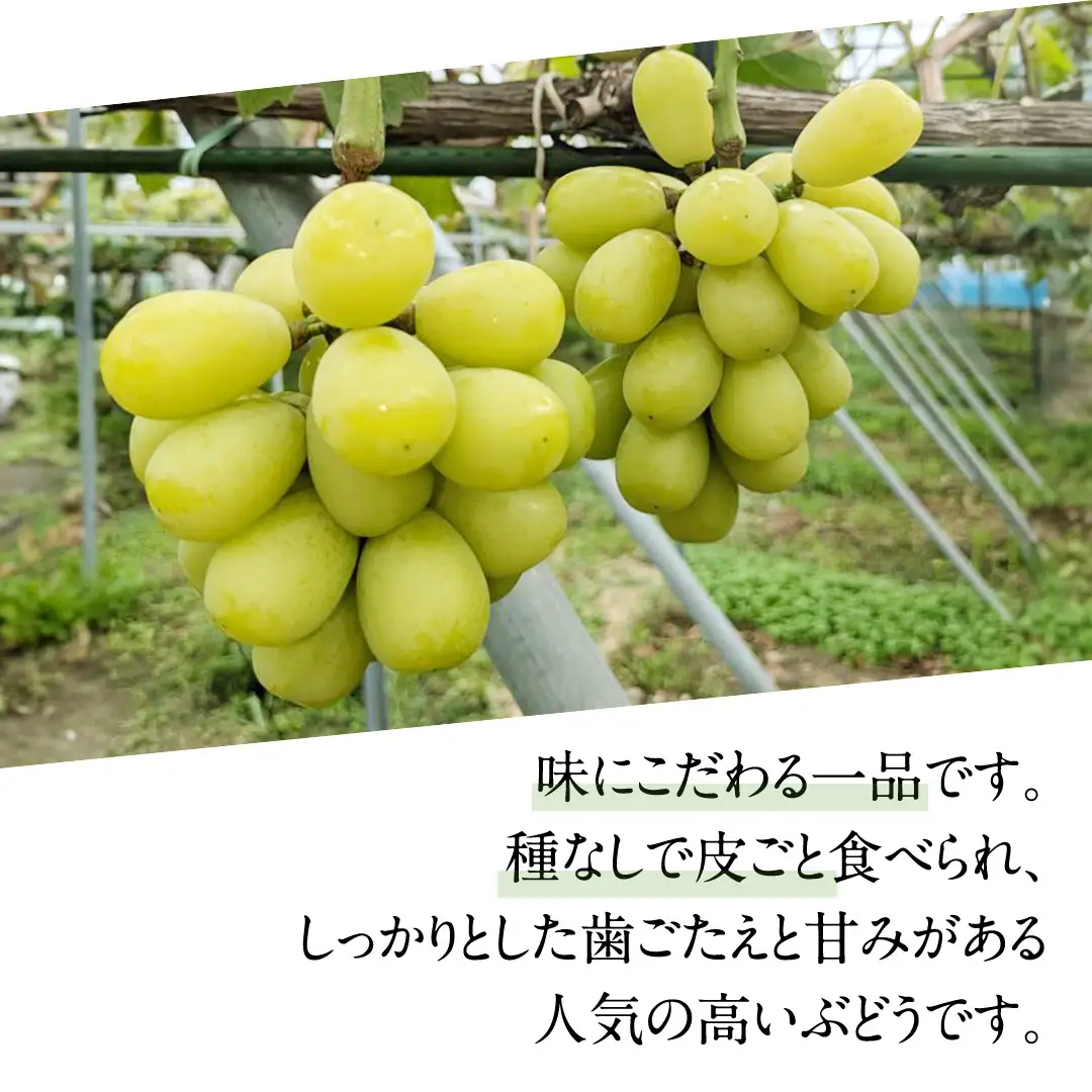 シャインマスカットと巨峰（種なし）約1.5kg（計2～3房）ご家庭用 (桜川市・石岡市共通返礼品) [FB018sa]