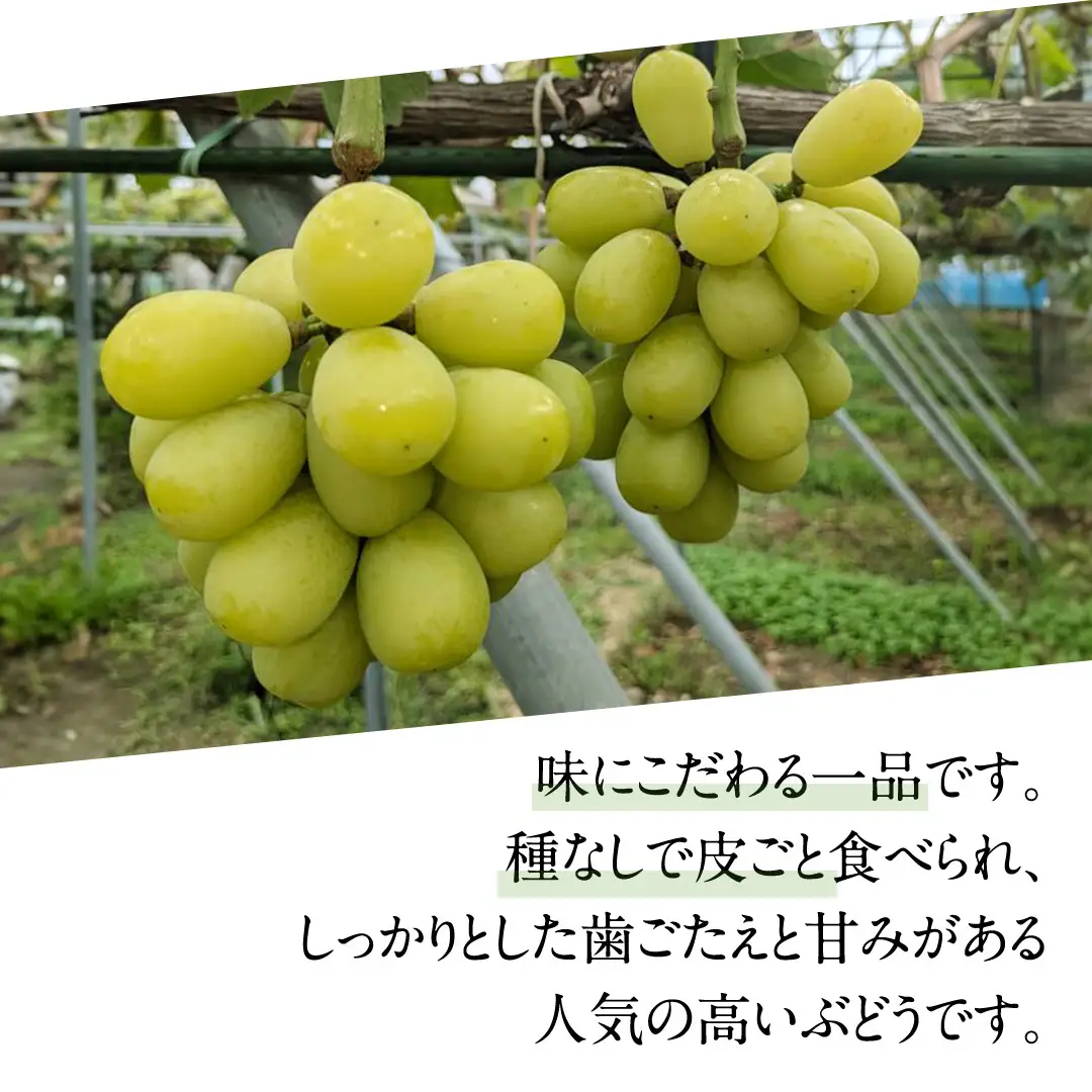 シャインマスカットと伊豆錦（種なし）約1.5kg（計2～3房）ご家庭用 (桜川市・石岡市共通返礼品) [FB020sa]