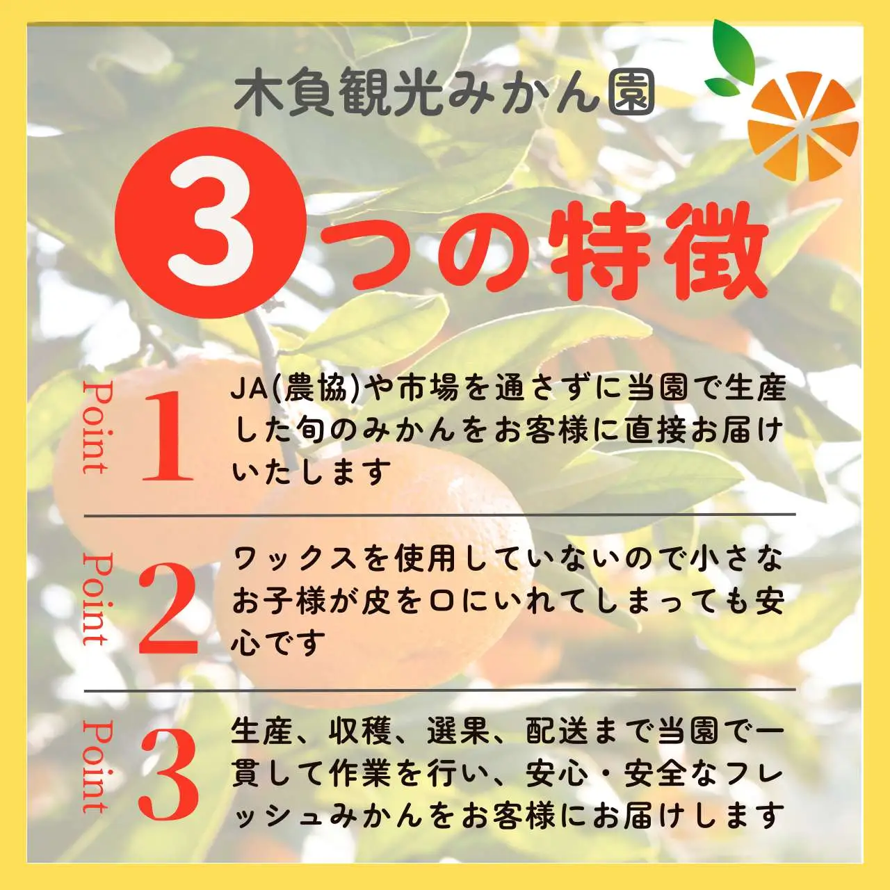青島 みかん 5kg 【贈答用】 みかん 沼津 静岡