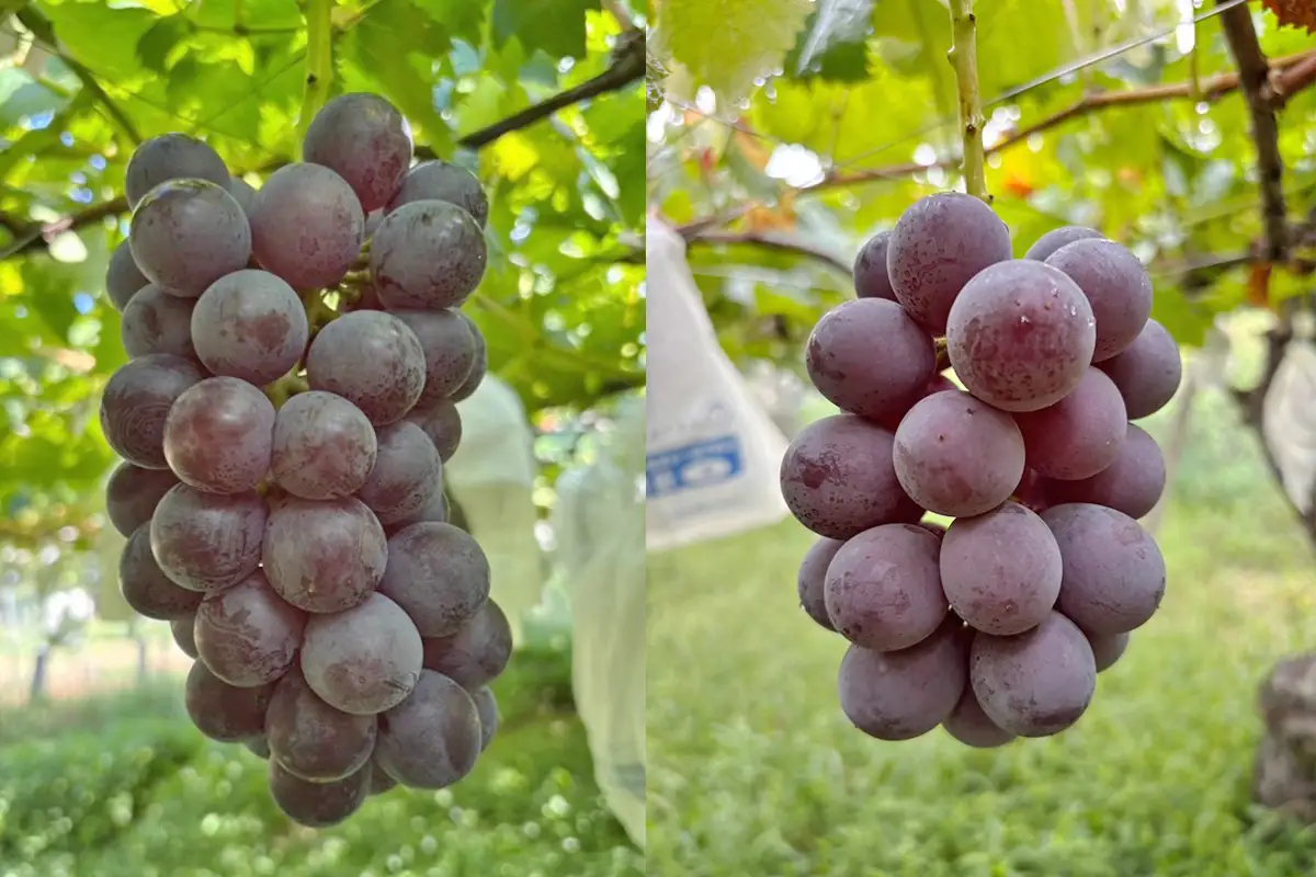 [8月中旬より順次発送／数量限定] 宇佐美園が育てた 種なし 巨峰 約1.5kg [1164]