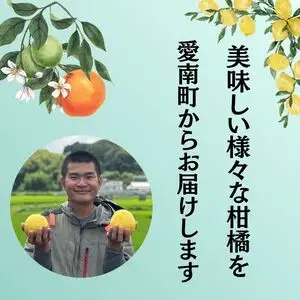 訳あり 甘夏 2kg +傷み補償分1割程度増量 甘夏 青果市場 愛媛県 愛南町