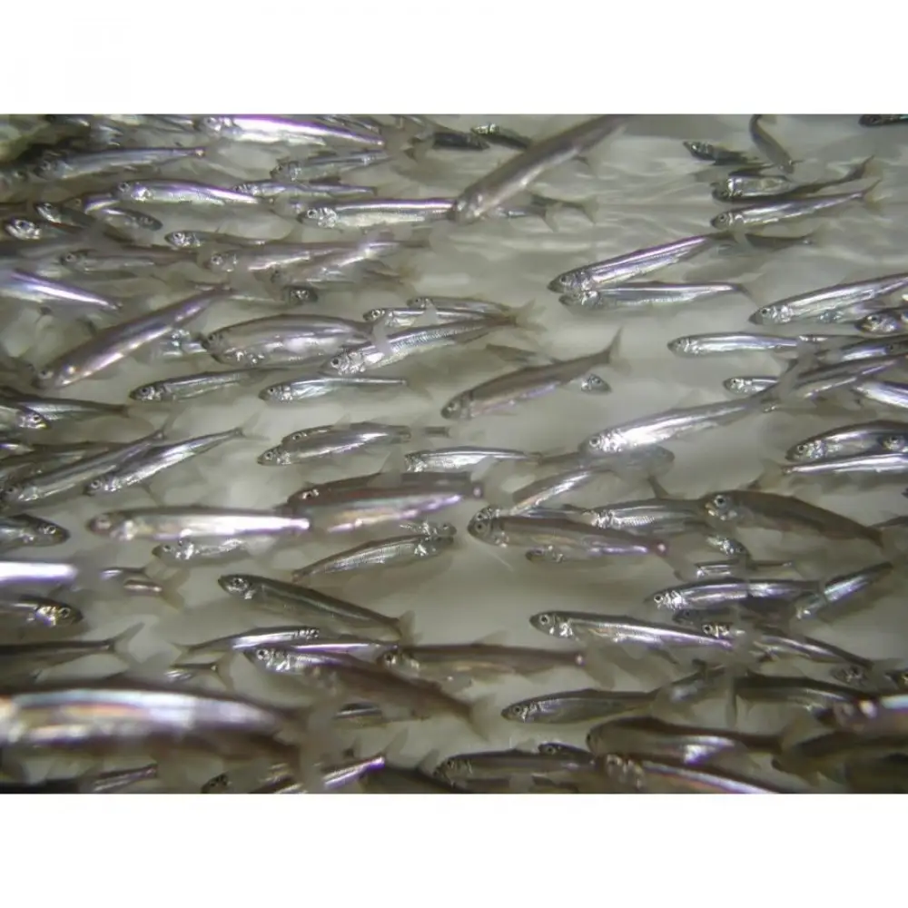 宮中献上品 芦ノ湖産公魚（わかさぎ）（冷凍250g×2袋）×2箱セット 合計1kg