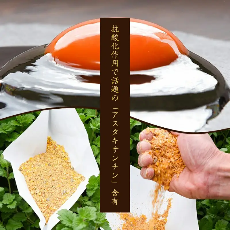 【2026年10月10日頃発送】卵 美幸卵 50個（割れ保証10個含む）※配送不可 沖縄・離島 たまご 玉子 山形 板垣養鶏場　013-G-BK006-10