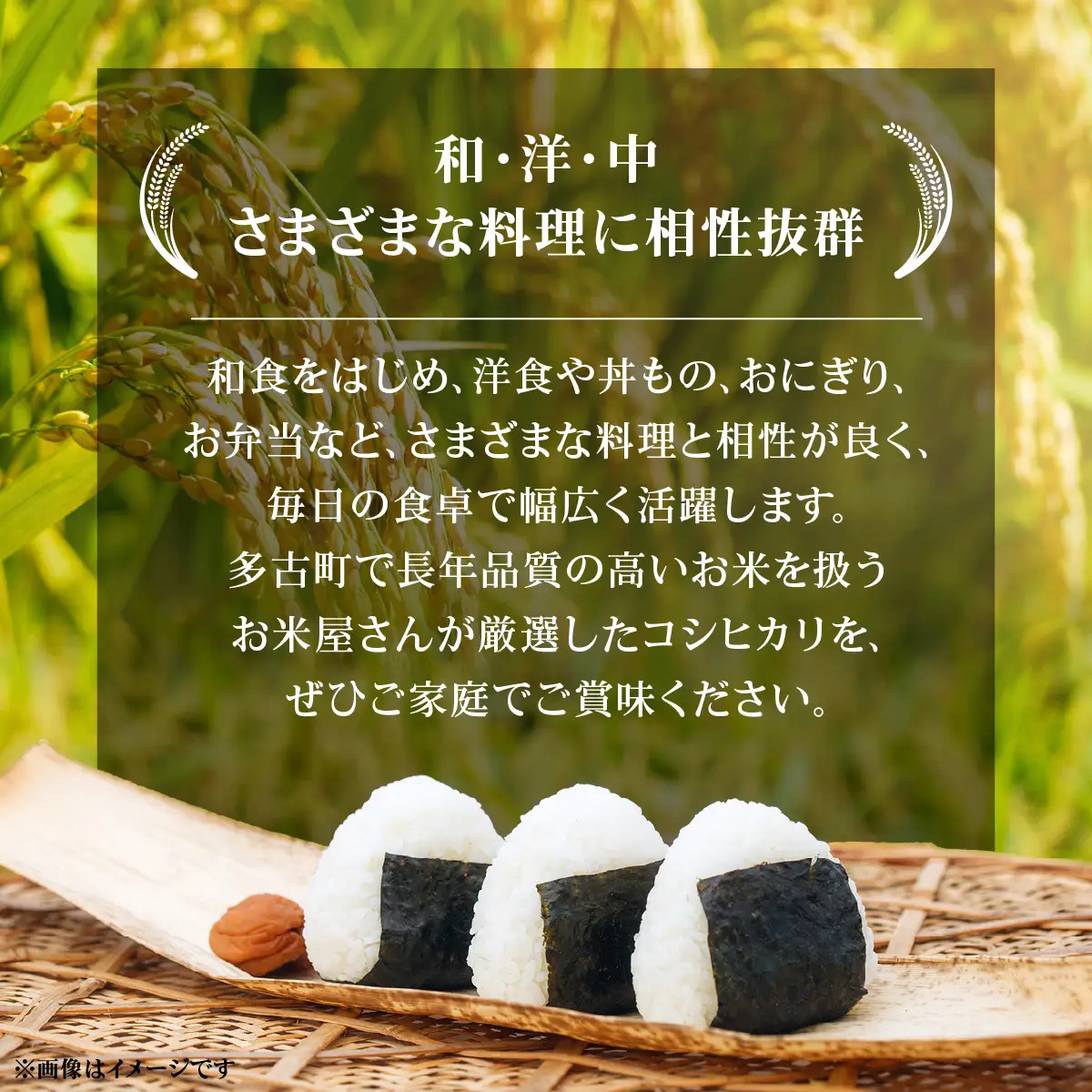 【先行予約・9月より順次配送】令和8年産 千葉県産 コシヒカリ 精米20kg TAKA010
