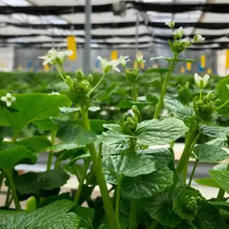 旬の相馬 花わさび 約85g  薬味 野菜 食品 FAI-0043