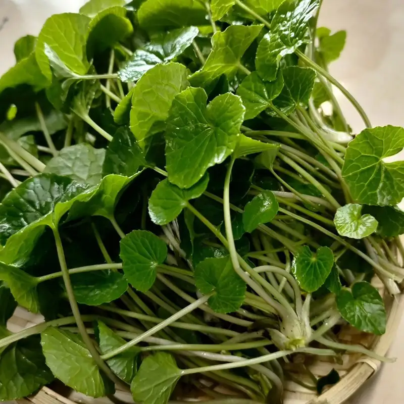 旬の相馬 がに芽わさび 約60g  薬味 野菜 食品 FAI-0044