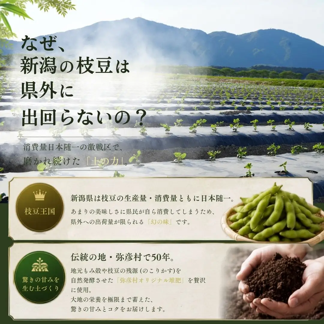 【先行予約】 枝豆 茶豆 3kg | 朝どり新鮮 新潟県 弥彦村