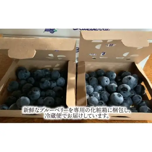 【岐阜県垂井町産】 朝摘み完熟ブルーベリー 生果 500g（125g×4パック）| ブルーベリー 生果 木の実  果実 朝摘み 完熟 甘酸っぱい ジャム デザート 産地直送