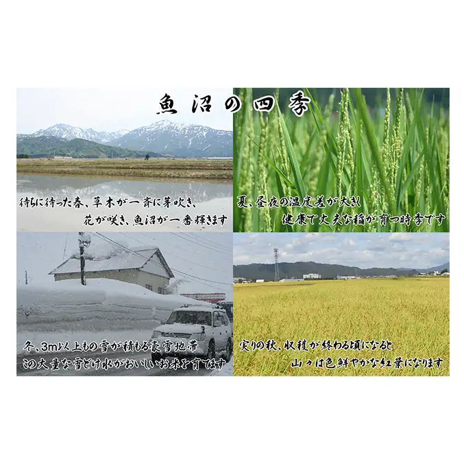 先行予約 令和8年産 農産物検査員お奨め 魚沼産こしひかり（精米）3kg お米 コシヒカリ 