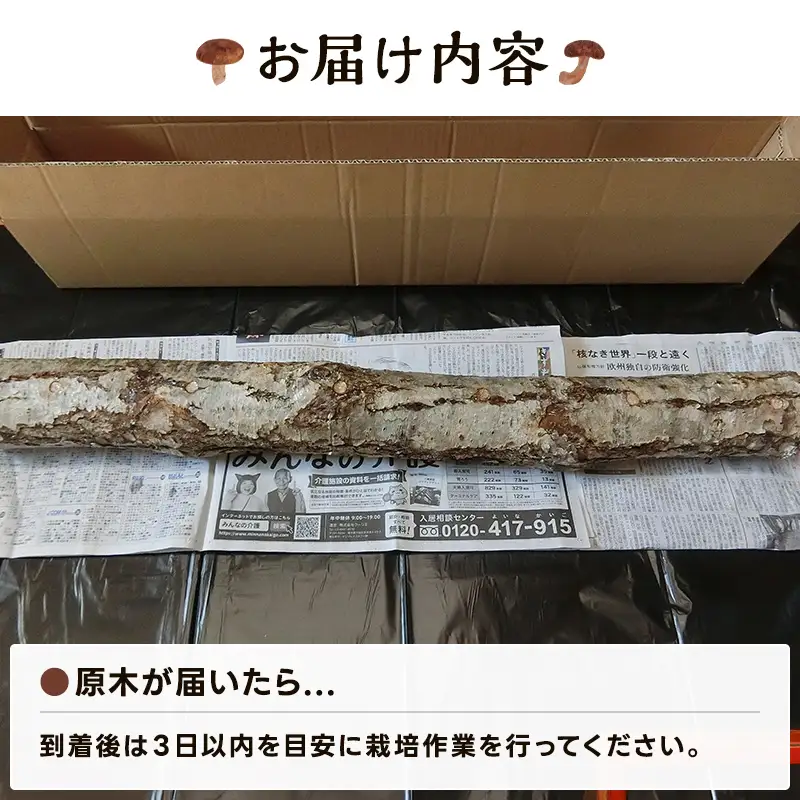 【先行予約】北海道今金町産 原木しいたけ栽培キット しいたけ原木1本 椎茸 シイタケ きのこ キノコ 野菜 採れたて F21W-593