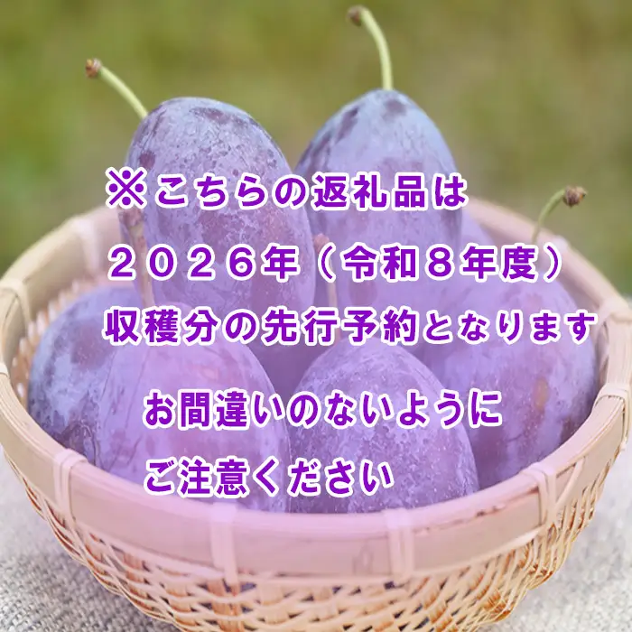 【2026年予約】信州 麻績村産 生プルーン 約 1.2kg 600g × 2パック フルーツ 果物 プルーン 産地直送 予約 麻績村 新返礼品 令和8年 収穫分 9月発送 9月上旬 9月中旬 受付 発送