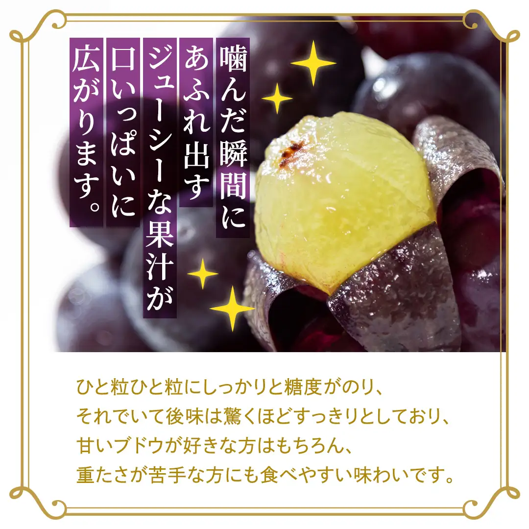 【定期便】3か月連続でお届け！ピオーネ 約5kg （約8～12房）【2026年8月より発送開始】（茨城県共通返礼品 [ぶどう]：結城市産）