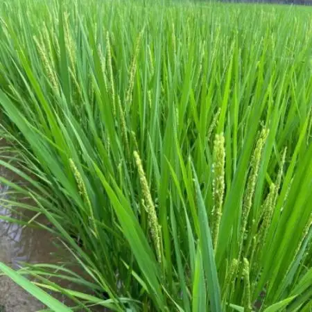 【2ヵ月毎定期便】静岡県湖西市産　こしひかり10kg全3回【4089026】
